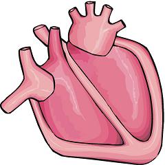 human heart clip art